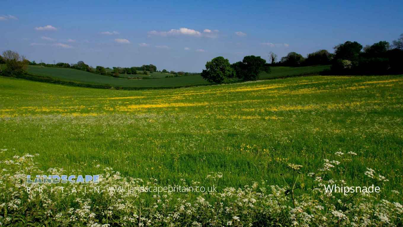 Whipsnade