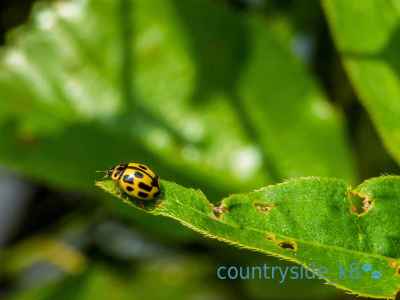 14 Spot Ladybird