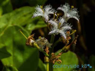 Bogbean