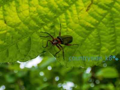 Cantharis pellucida (Soldier Beetle)