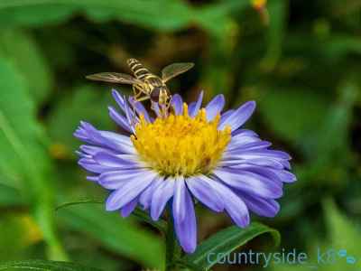 Common Banded-hoverfly