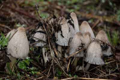 Common Inkcap
