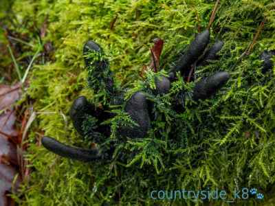 Dead Man's Fingers