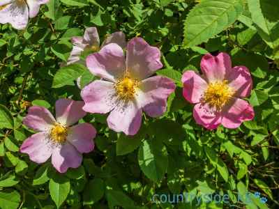 Dog Rose