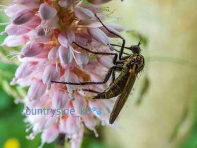 Rhamphomyia sulcata (Dance Fly)