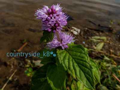 Water Mint