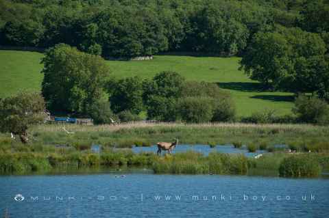 Leighton Moss