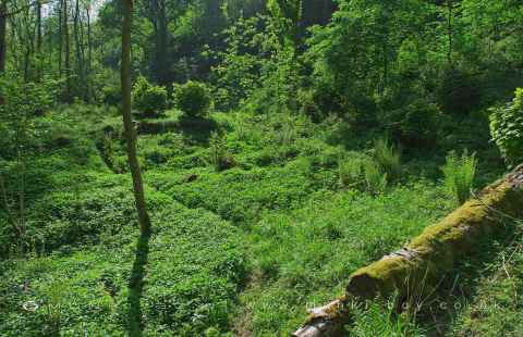 Warton Crag Local Nature Reserve