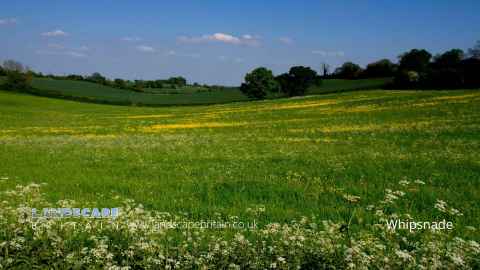 Whipsnade