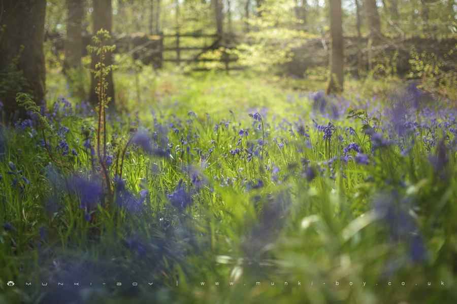 Bluebells in Roddlesworth Woods Walk Map