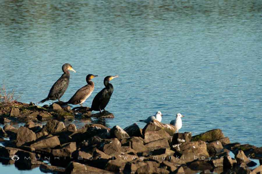 Cormorants at Entwistle Reservoir Walk Map
