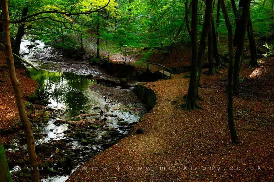 Dogs in the River Roddlesworth Walk Map