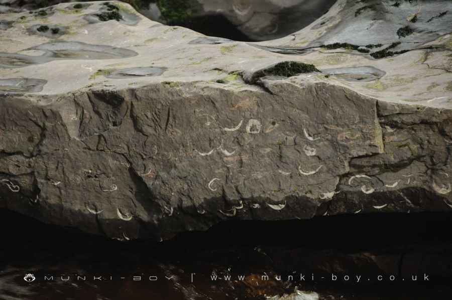 Fossil shells in limestone at Ibbeth Peril Walk Map