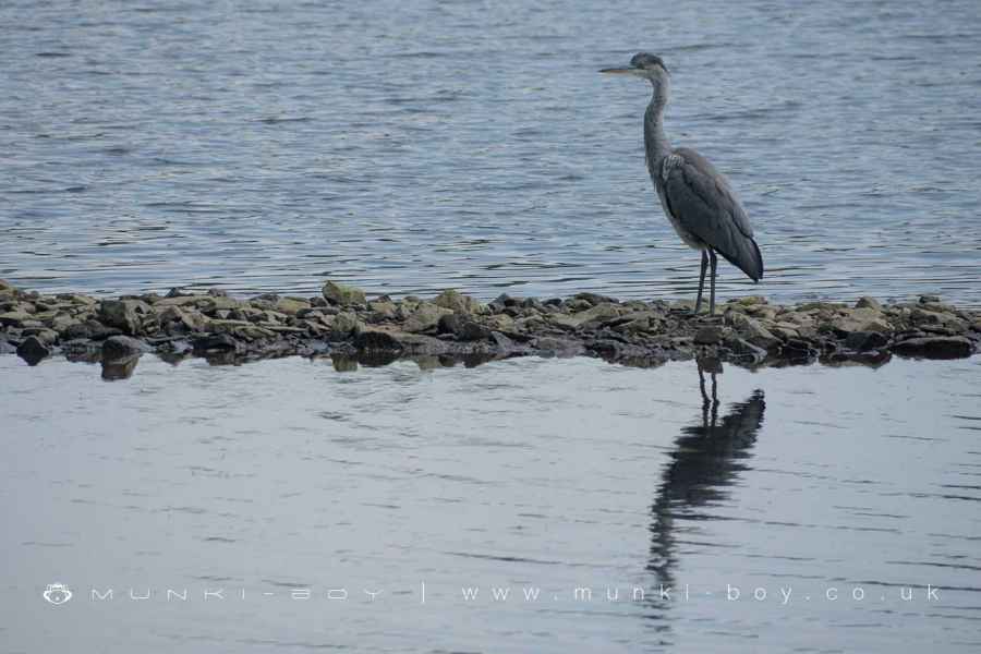 Grey Heron at Entwistle Reservoir Walk Map