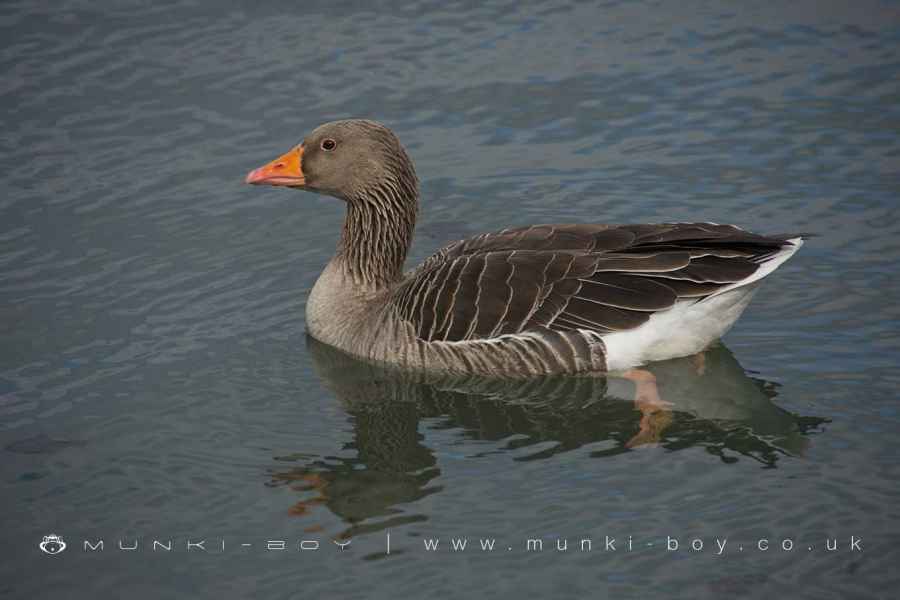 Greylag Goose at Entwistle Reservoir Walk Map