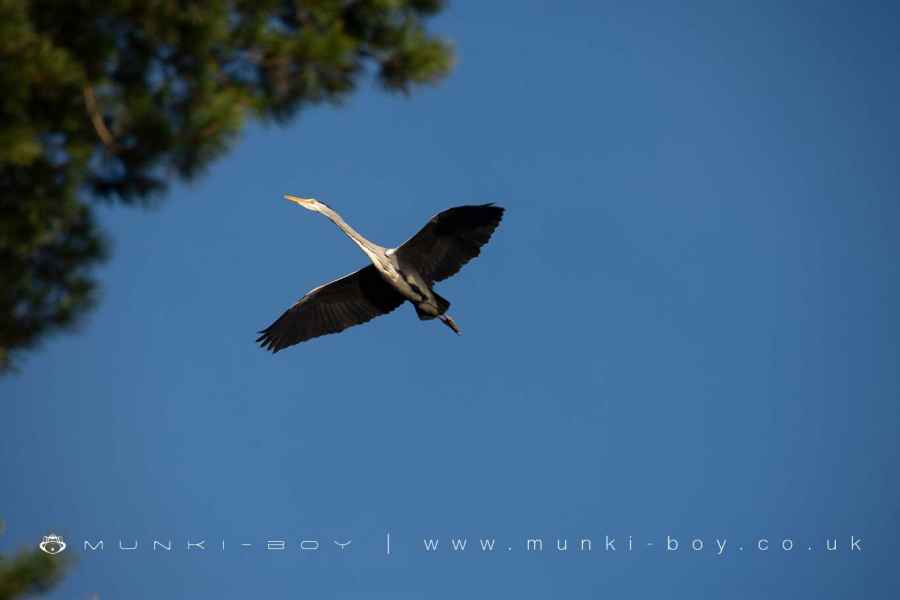 Heron flying at the Heronry at Entwistle Reservoir Walk Map