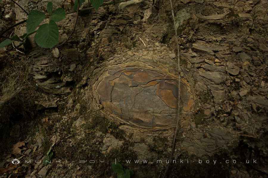 Ironstone Nodule in Redisher Wood Walk Map
