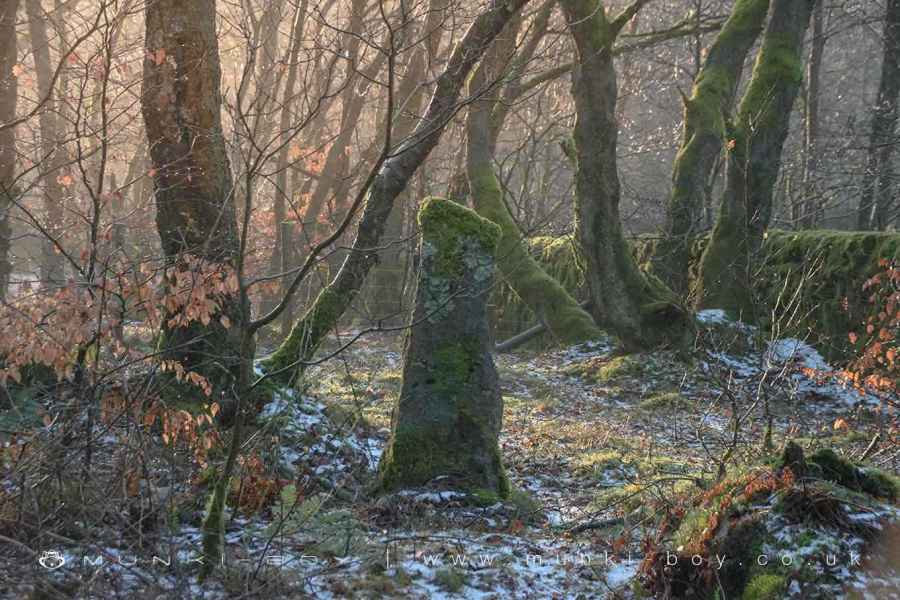 Old Gatepost in Brinscall Woods Walk Map