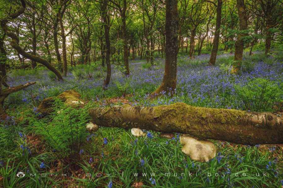 Bluebells at Old House Ground Plantation Walk Map