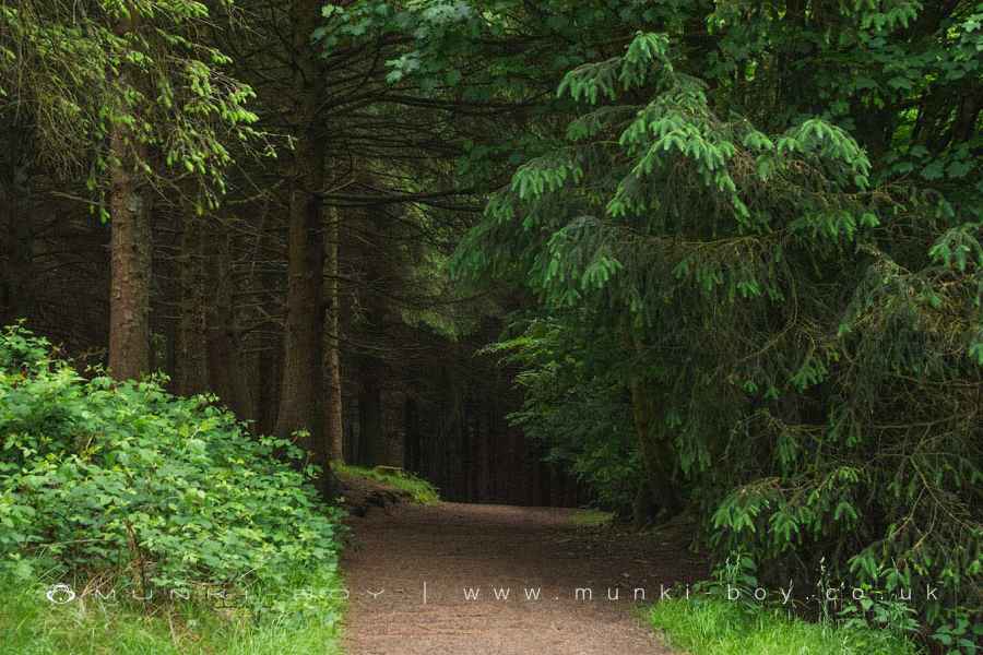 Pine Woods above Dean Clough Reservoir Walk Map