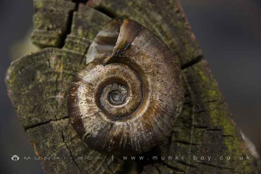 Ramshorn Snail Shell found at Entwistle Reservoir Walk Map