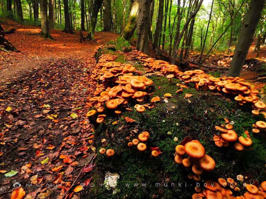 Mushrooms in Roddlesworth Woods - this area has been lost to "conservation" Walk Map