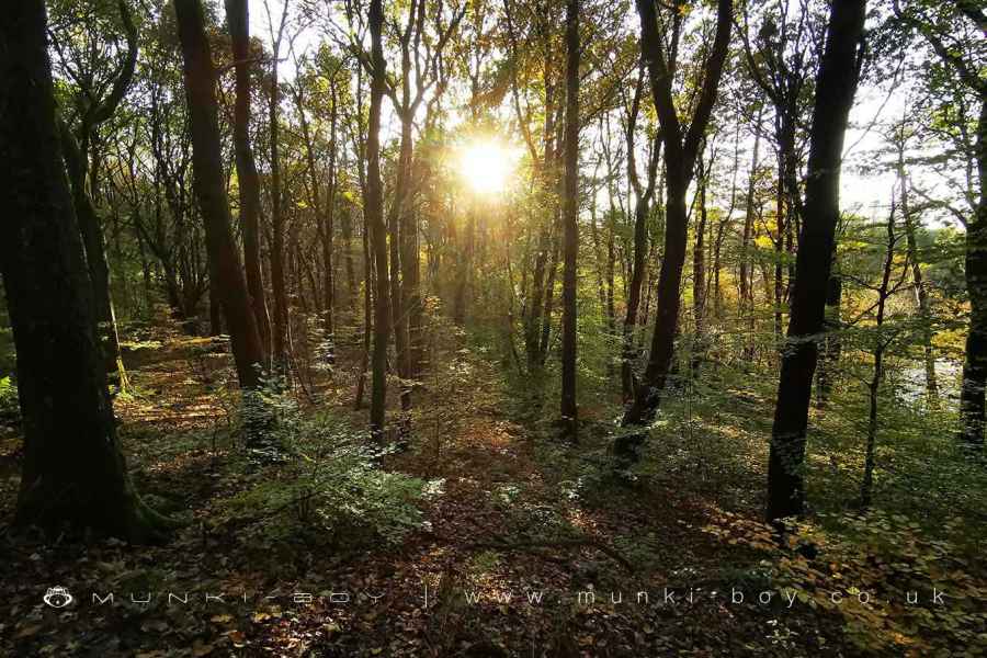 Sun Shining in Roddlesworth Woods Walk Map