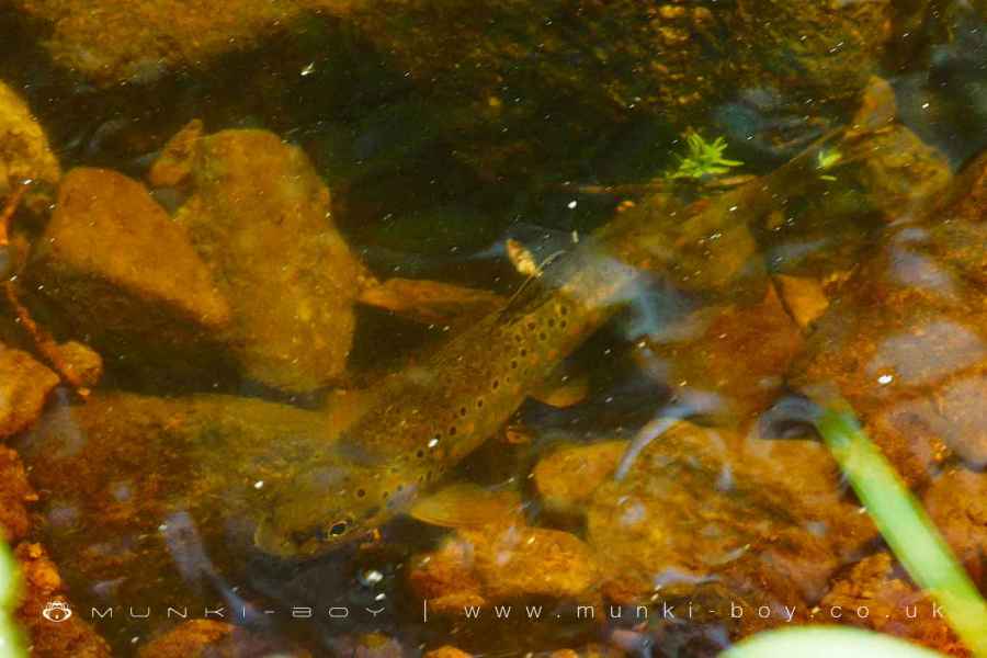 A Trout Fish in The Goit Walk Map