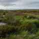 Aushaw Moss