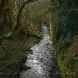 Rivers and Streams in Borsdane Wood