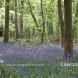 Bluebell Woods in Warwickshire