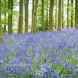 Bluebell Woods in Northamptonshire