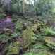 Bluebell Woods in Bolton