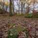 Woodlands in Grizedale Bridge