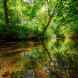 River Yarrow at Duxbury Woods