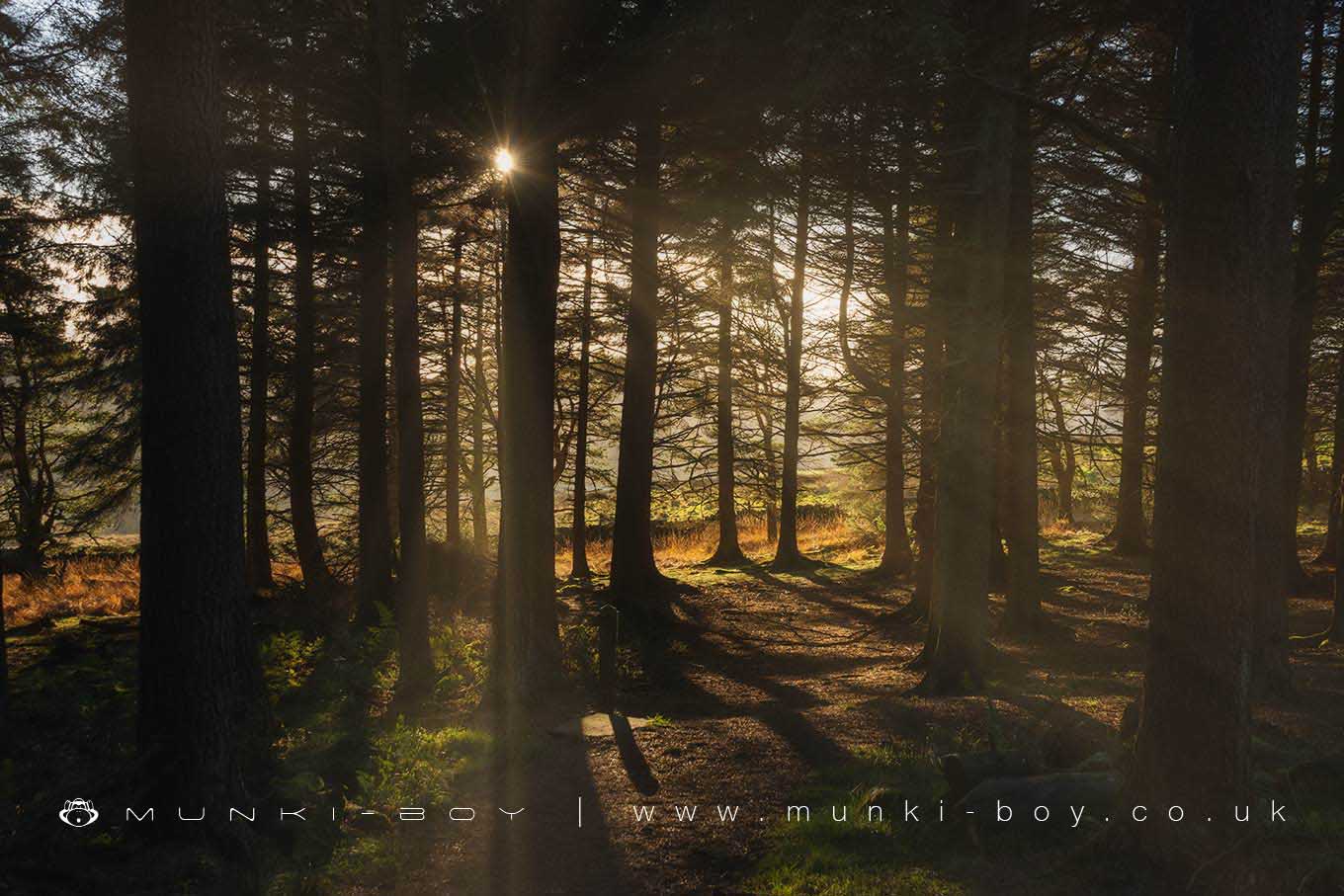 Woodlands in Barley