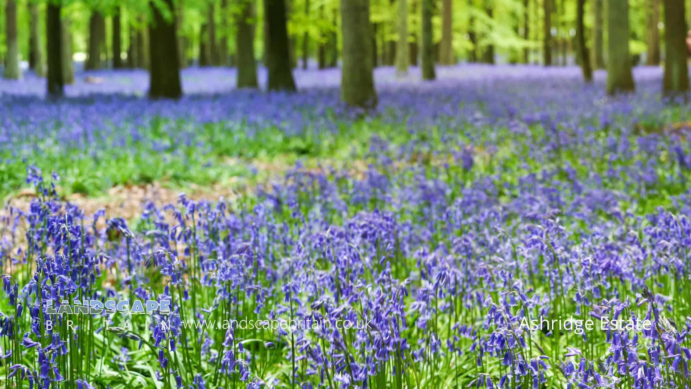 Bluebell Woods in Hertfordshire
