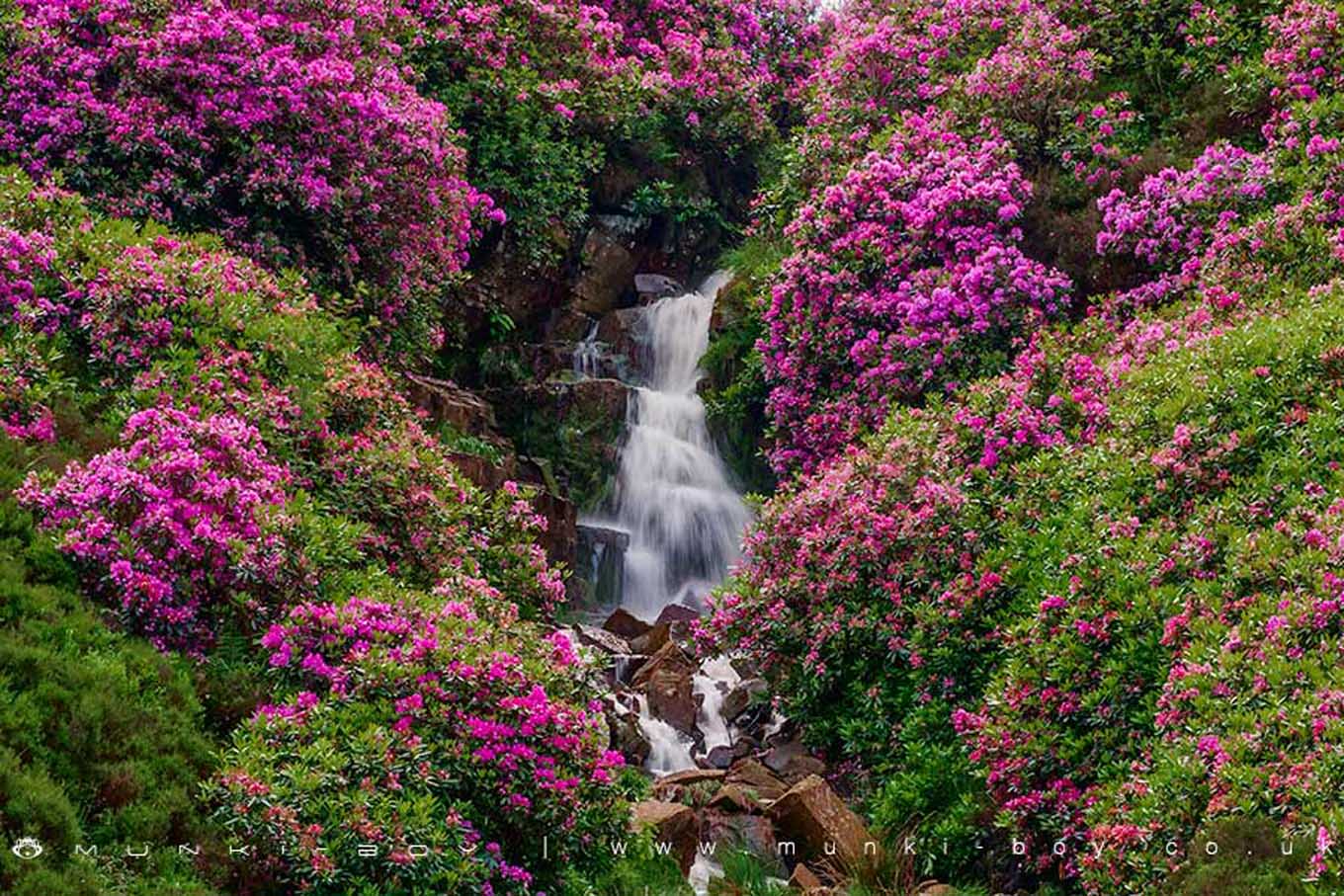 Waterfalls in Belmont