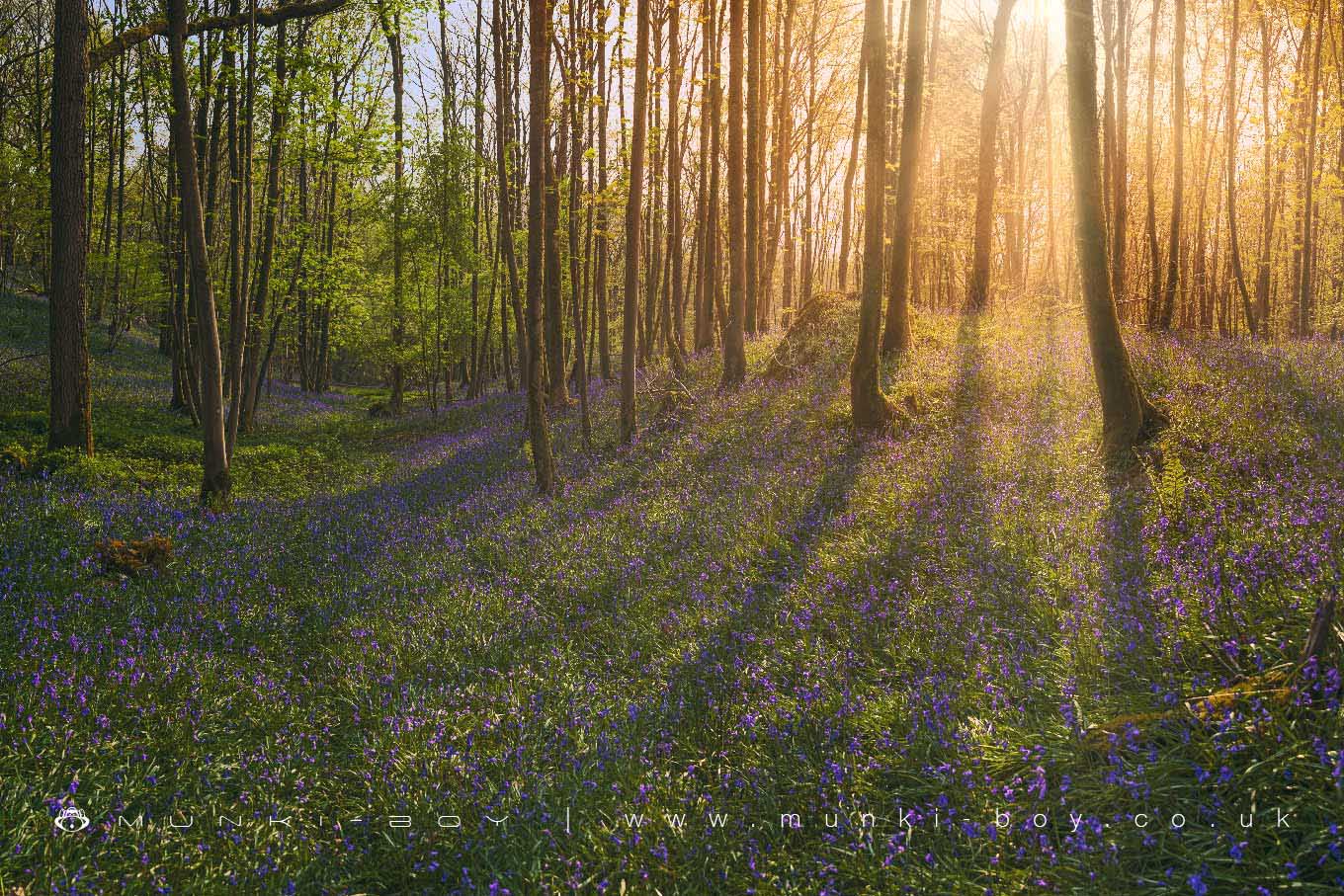 Bluebell Woods in Cumbria