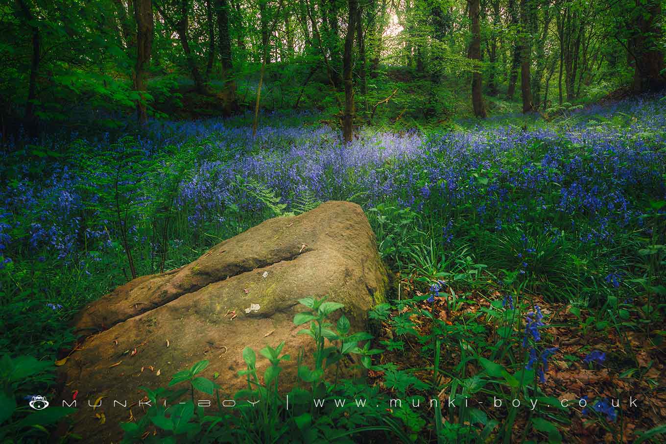 Bluebell Woods in Lancashire
