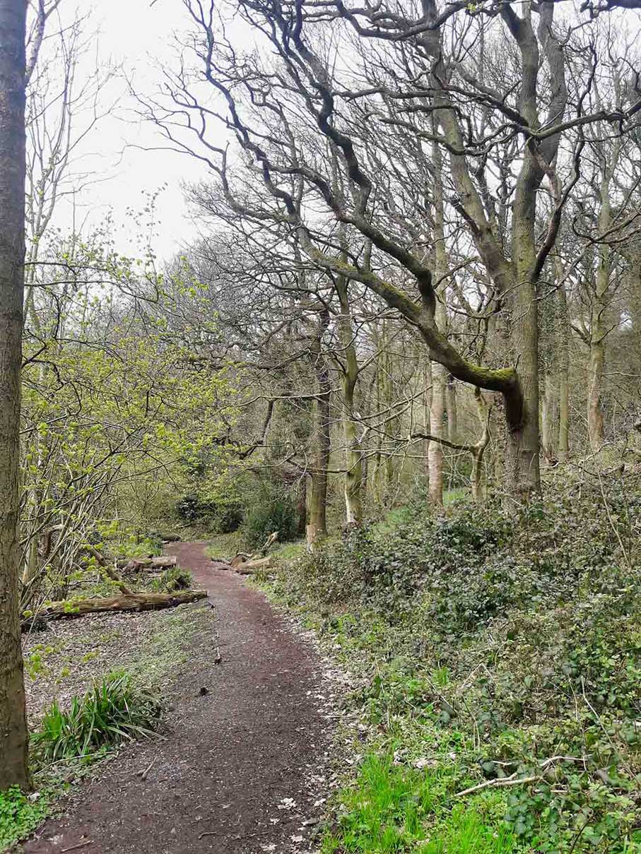 Woodlands in Brockholes Nature Reserve