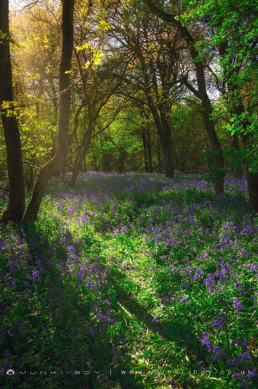 Bluebell Woods in Cambridgeshire