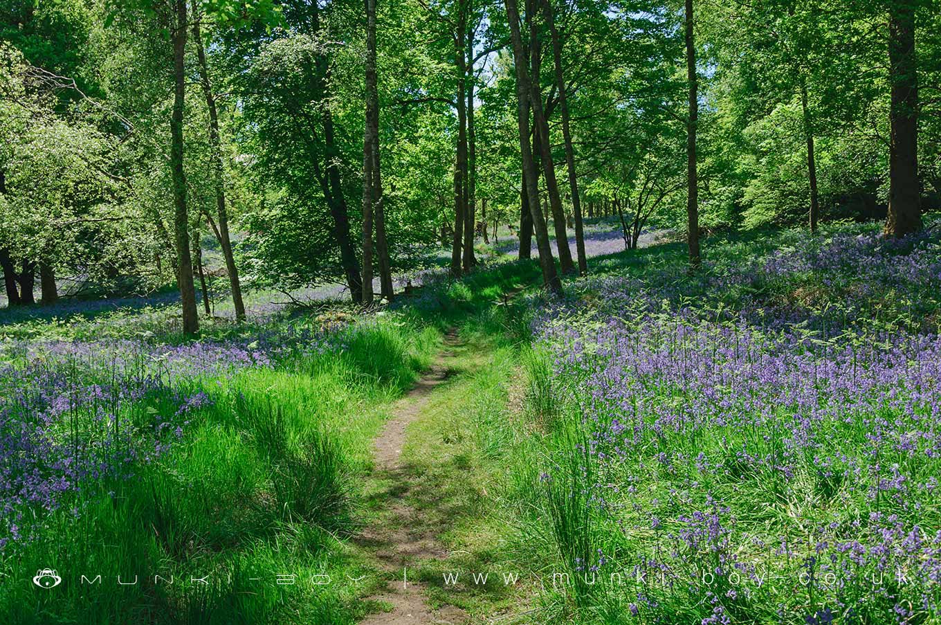 Bluebell Woods in Ambleside