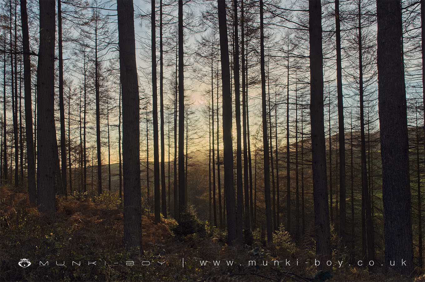 Woodlands in Cumbria