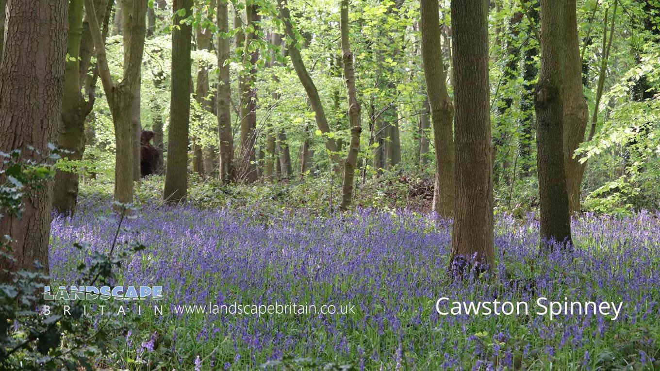 Bluebell Woods in Warwickshire