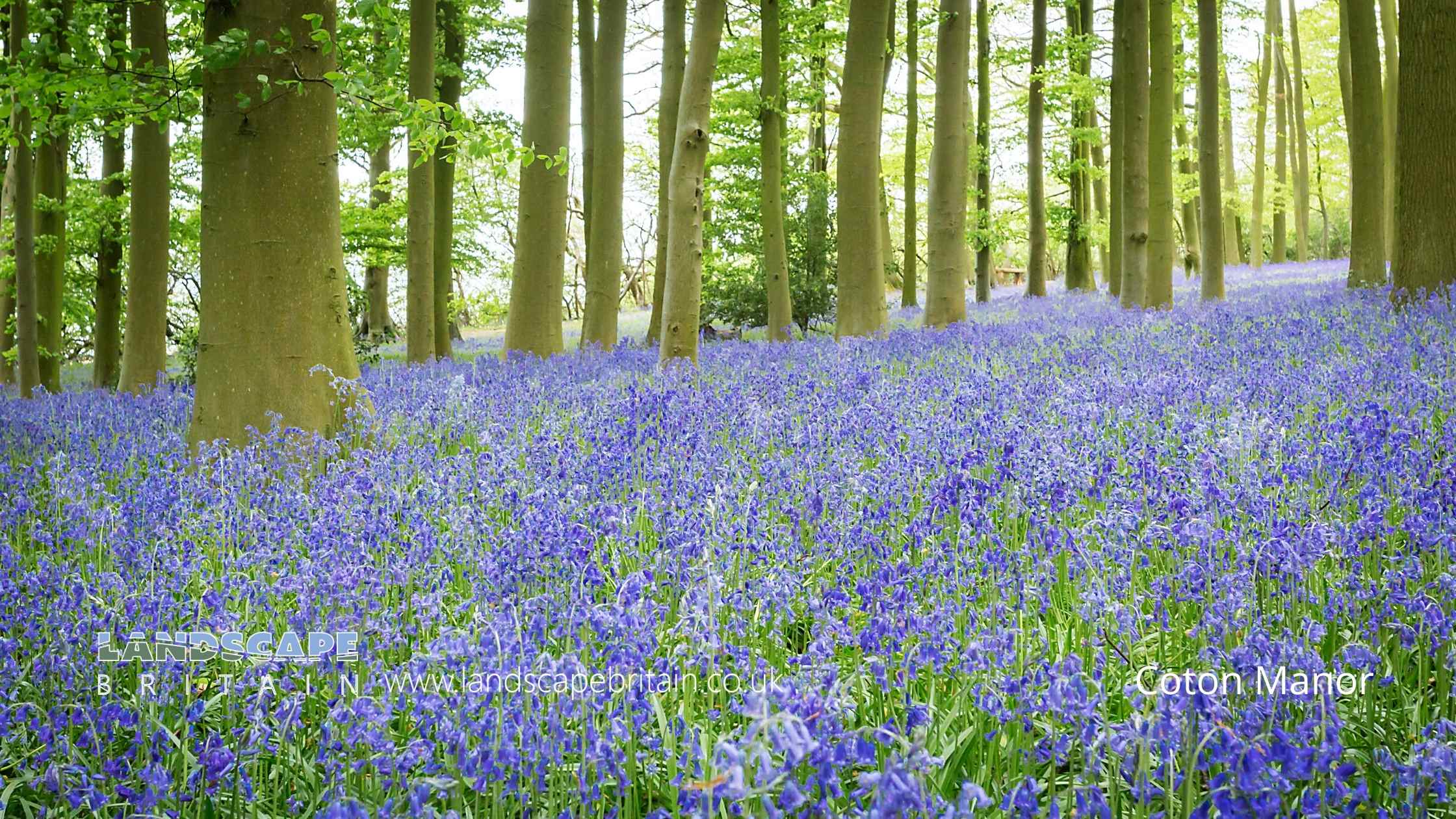 Bluebell Woods in Northamptonshire