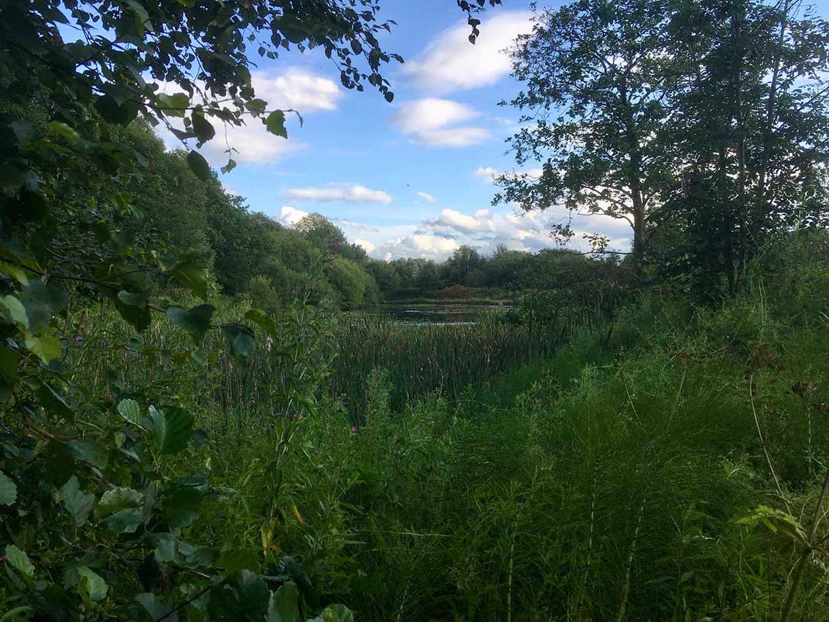 Lakes in Drinkwater Park