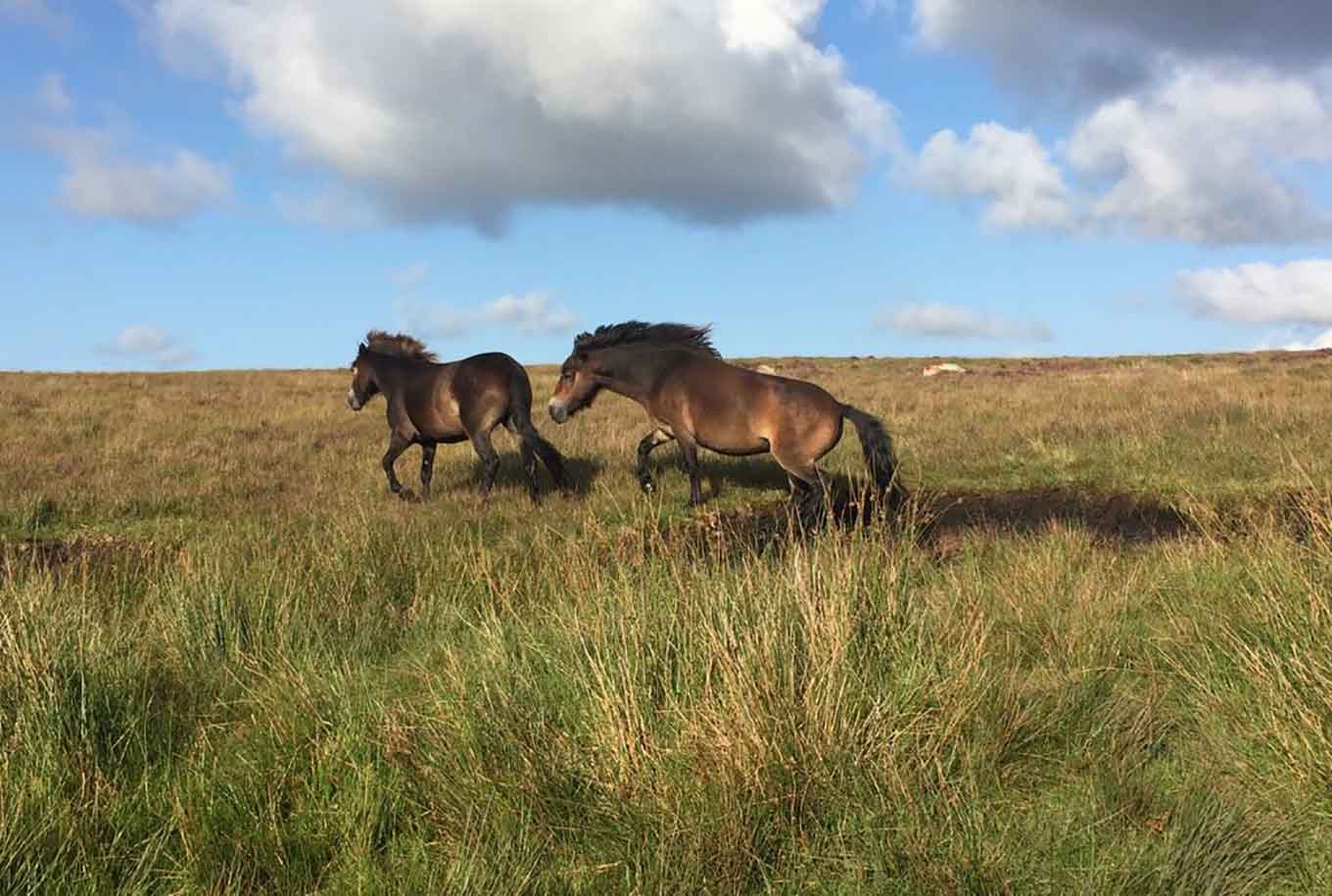 Dartmoor Ponies by Eleanor Blundell