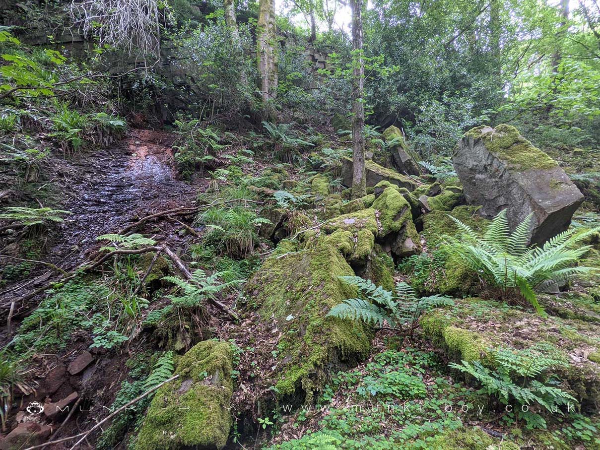 Woodlands in Rivington