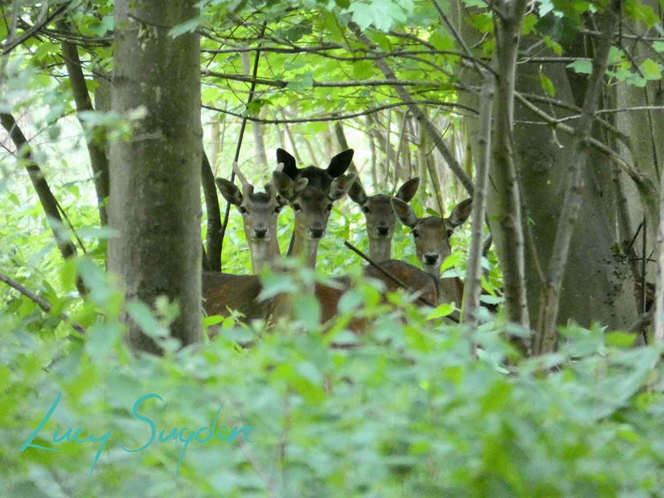 Woodlands in Hertfordshire